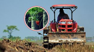 Chciał ubezpieczyć truskawki. Gigantyczna kwota. Można kupić mieszkanie