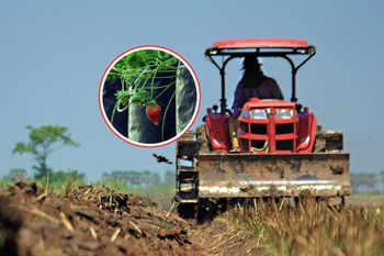 Chciał ubezpieczyć truskawki. Gigantyczna kwota. Można kupić mieszkanie