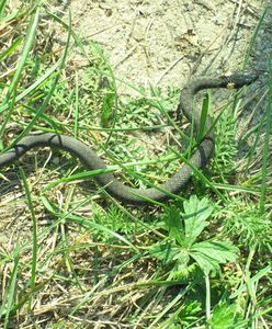 Zaskrońce w lasach. Czego należy się wystrzegać?