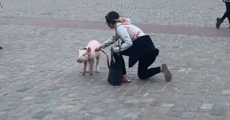 "Cała Warszawa ma dość". Internauci oburzeni, kobieta zrozpaczona