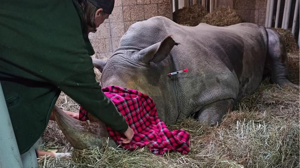 Nosorożec walczy o zycie