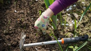 Wiosna w ogrodzie. Te kwiaty najlepiej sadzić w marcu