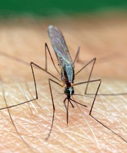 Jaką grupę krwi "lubią" komary? Naukowcy wiedzą, dlaczego niektórych gryzą częściej