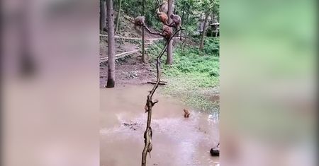 Zabawa małp w bajorze. Mają swoje zawody w skokach do wody