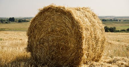 46 haseł z różnych dziedzin. Poradzisz sobie z trudną krzyżówką?