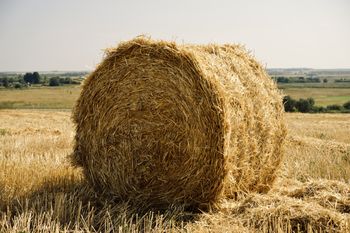 46 haseł z różnych dziedzin. Poradzisz sobie z trudną krzyżówką?