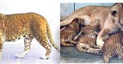 15 zadziwiających zwierzęcych hybryd