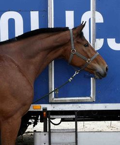Miłośnicy koni oferują 22 tys. zł za informacje pomocne w śledztwie dot. koni z pomorskiej stadniny