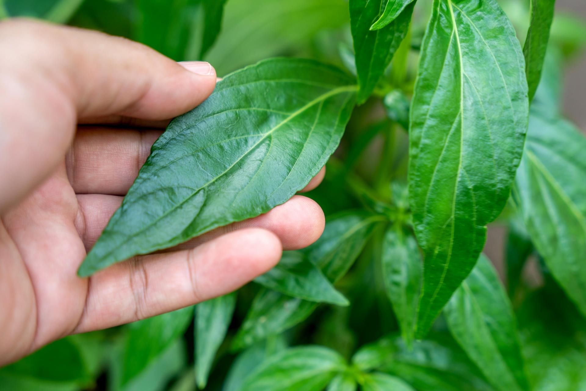 To niepozorne zioło jest dobrze znane w krajach Azji