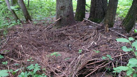 Jak wyglądają dowody na istnienie syberyjskiego yeti? 1