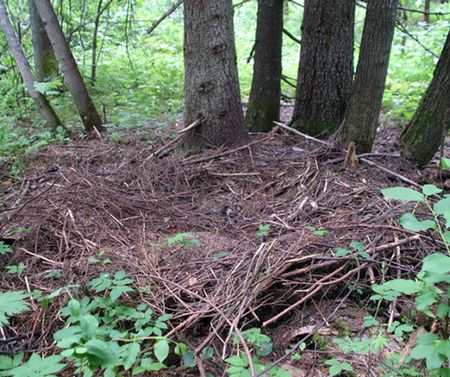 Jak wyglądają dowody na istnienie syberyjskiego yeti?