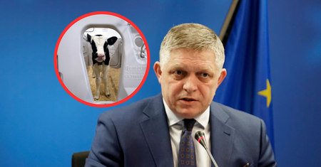 Pryszczyca na Słowacji i stan nadzywczajny. Czy ta choroba jest groźna dla ludzi?
