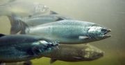 Nowe gatunki ryb chronione w Polsce. Jest projekt MKiŚ