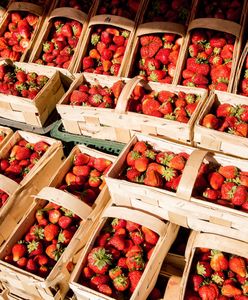 Ceny truskawek lecą w dół. Rolnicy są załamani. Ile kosztuje kilogram owoców?