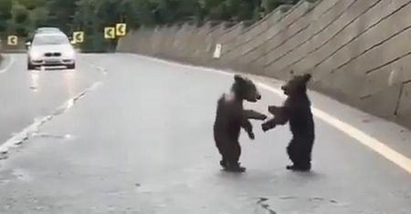 Niezwykłe wideo z Tatr. Wszystko się nagrało