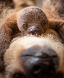 Poszukiwane imię dla młodego leniwca. Wrocławskie zoo zorganizowało konkurs