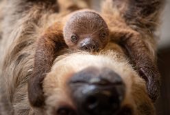 Poszukiwane imię dla młodego leniwca. Wrocławskie zoo zorganizowało konkurs