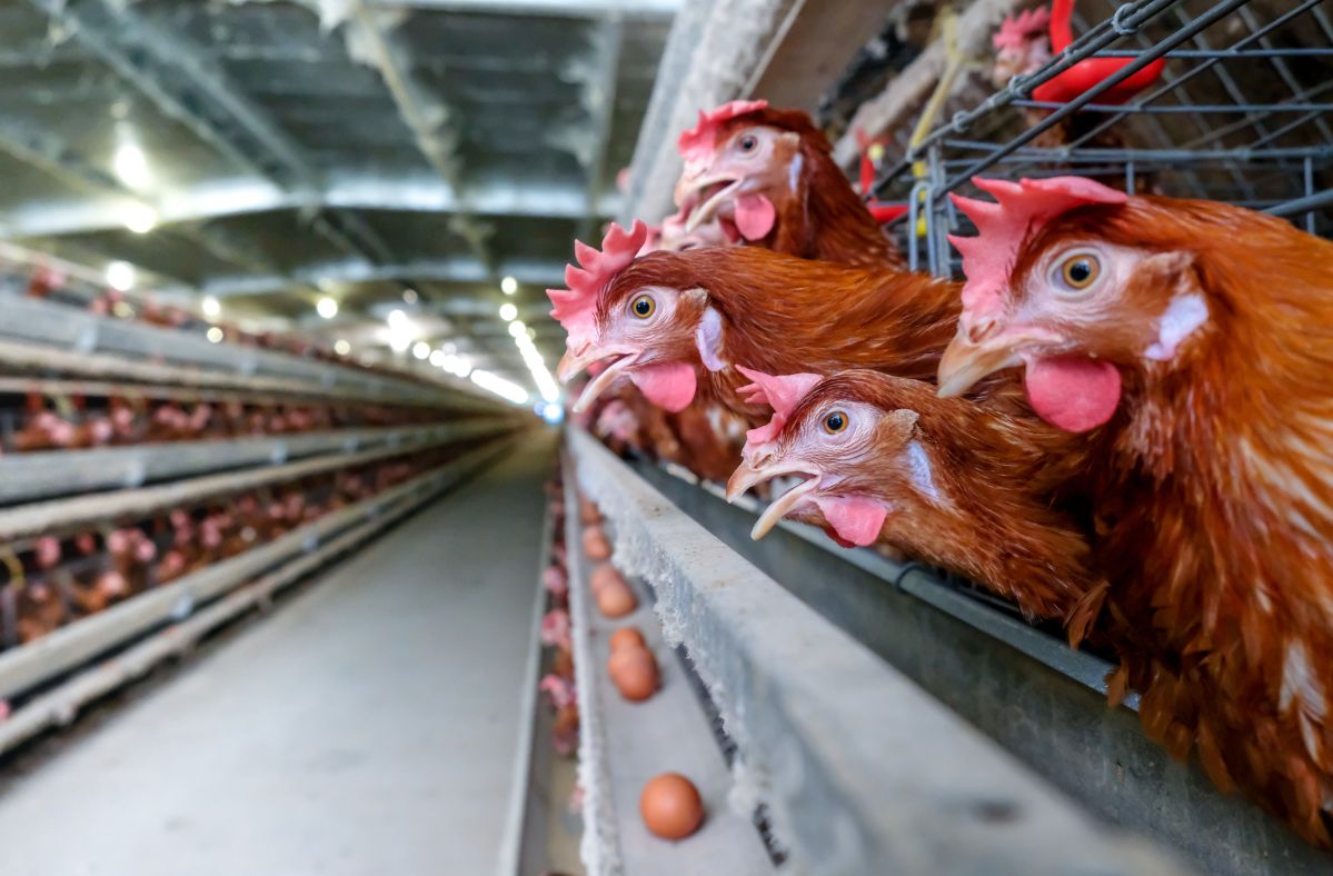 Ban on cage farming in California