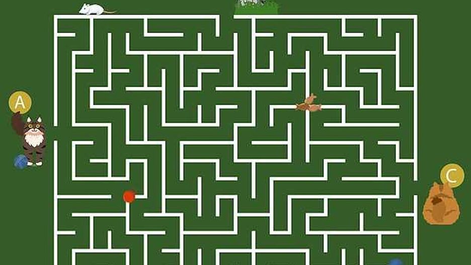 Masz 11 sekund, by wskazać kota. Tylko 1 proc. mieści się w czasie