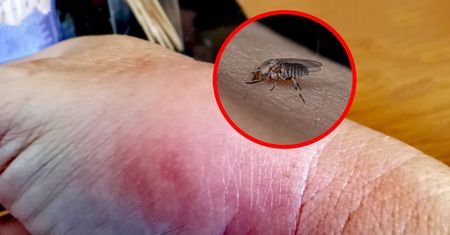 Latają w Polsce całymi chmarami. Ich ugryzienie może bardzo boleć