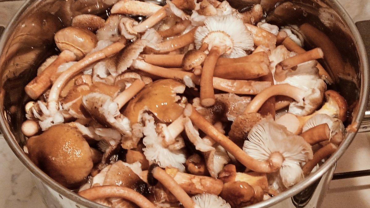 Opieńki idealnie wzmacniają smak farszu 