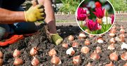 Kiedy sadzić tulipany? Termin już blisko