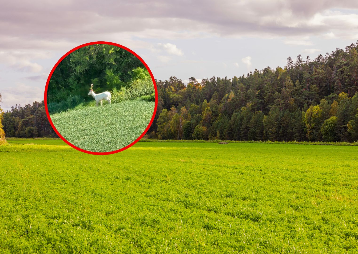 Przyłapali rzadkiego zwierzaka na zdjęciach 