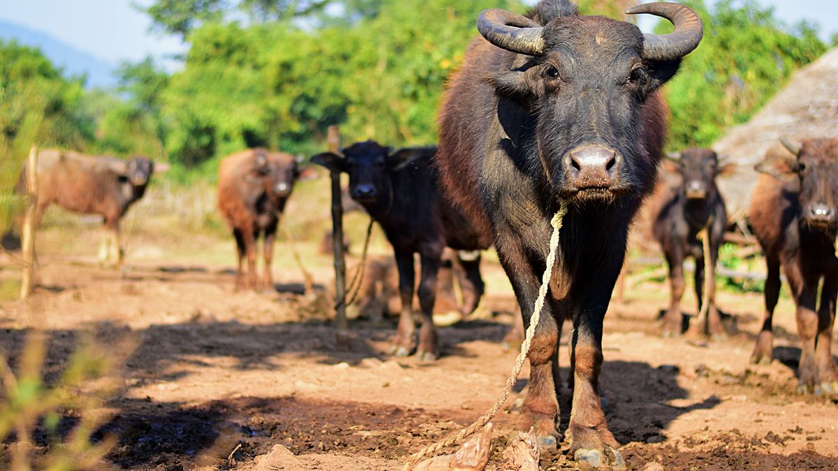 Produkowali nielegalny bimber w Indiach. Zdradziły ich... pijane bawoły