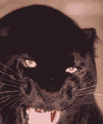 Polowanie na czarną panterę