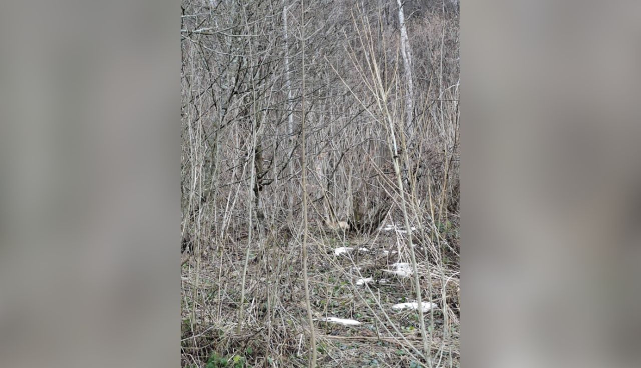 Tylko mistrz zauważy. Leśnicy dali zagadkę. To forma testu