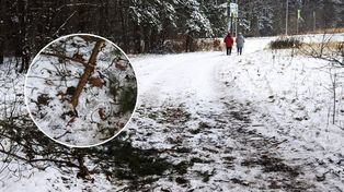 Chrzanów: Ciężki sprzęt rozjechał zielony szlak rowerowy. Valeo zapewnia, że droga została naprawiona