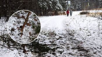 Chrzanów: Ciężki sprzęt rozjechał zielony szlak rowerowy. Valeo zapewnia, że droga została naprawiona