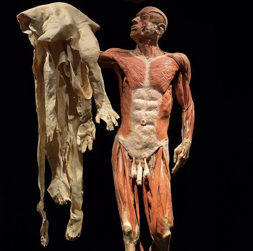 У Варшаві пройде виставка Body Worlds