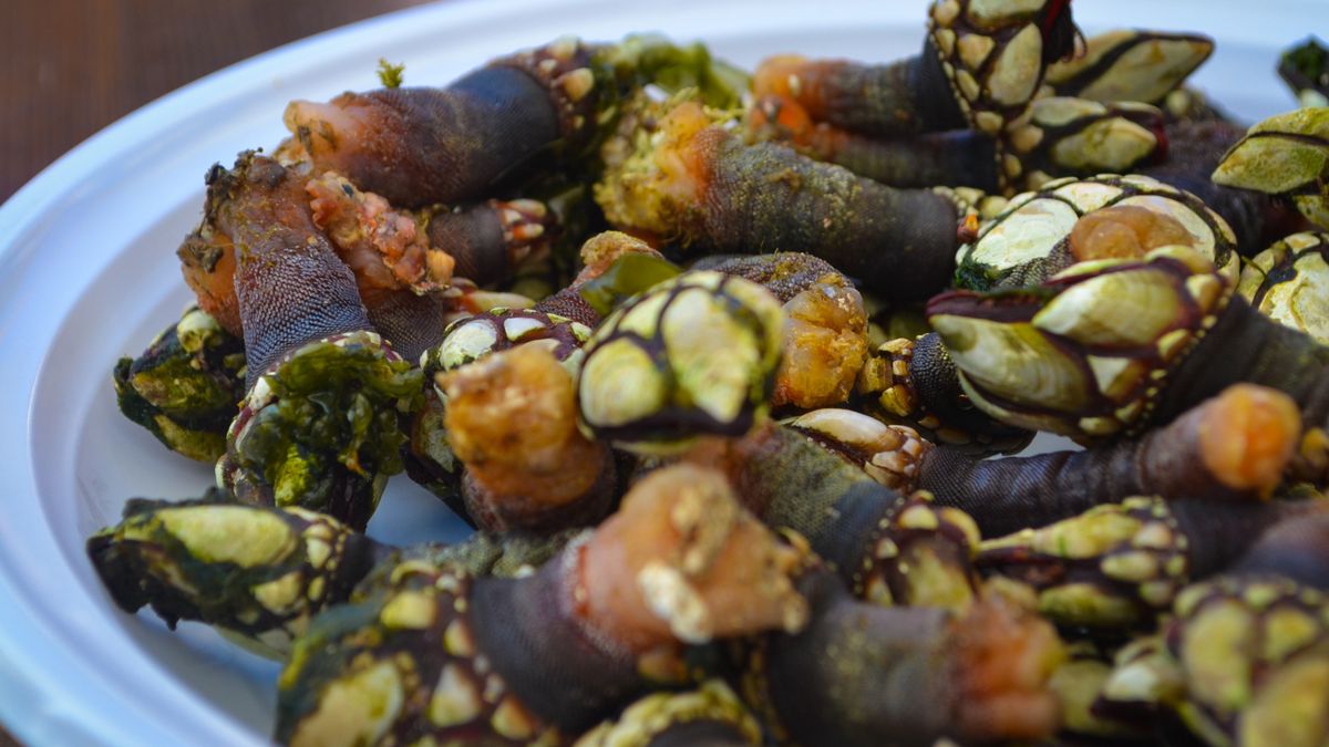 Pąkle mają bardzo nietypowy wygląd