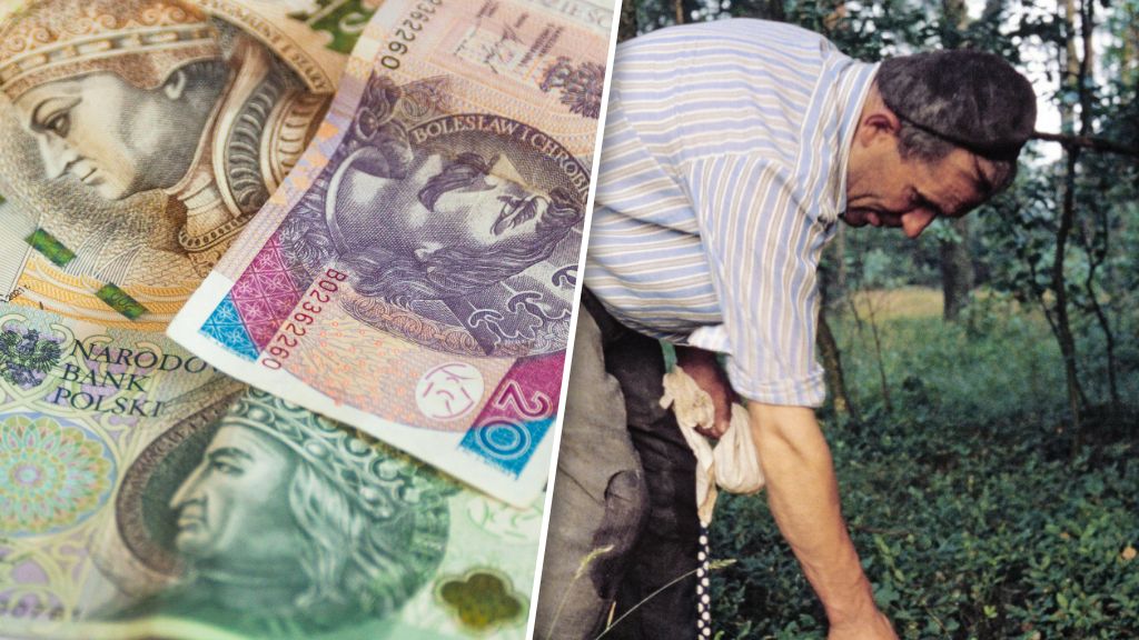 Polacy zbierają w lesie nie tylko owoce