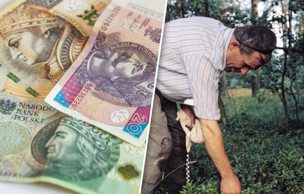 Polacy wynoszą z lasów tonami. Ten "sport narodowy" jest już wart miliardy