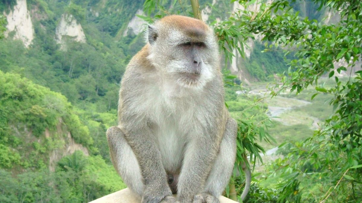 Makak krabożerny. To u tego ssaka po raz pierwszy - w latach 50. - stwierdzono małpią ospę. Wtedy jeszcze nie wiedziano, że wirus może się przenosić na ludzi 