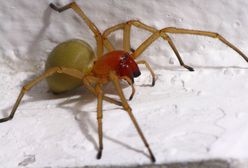 Niebezpieczne pająki na Dolnym Śląsku. Lepiej się z nimi nie spotkać