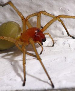 Niebezpieczne pająki na Dolnym Śląsku. Lepiej się z nimi nie spotkać