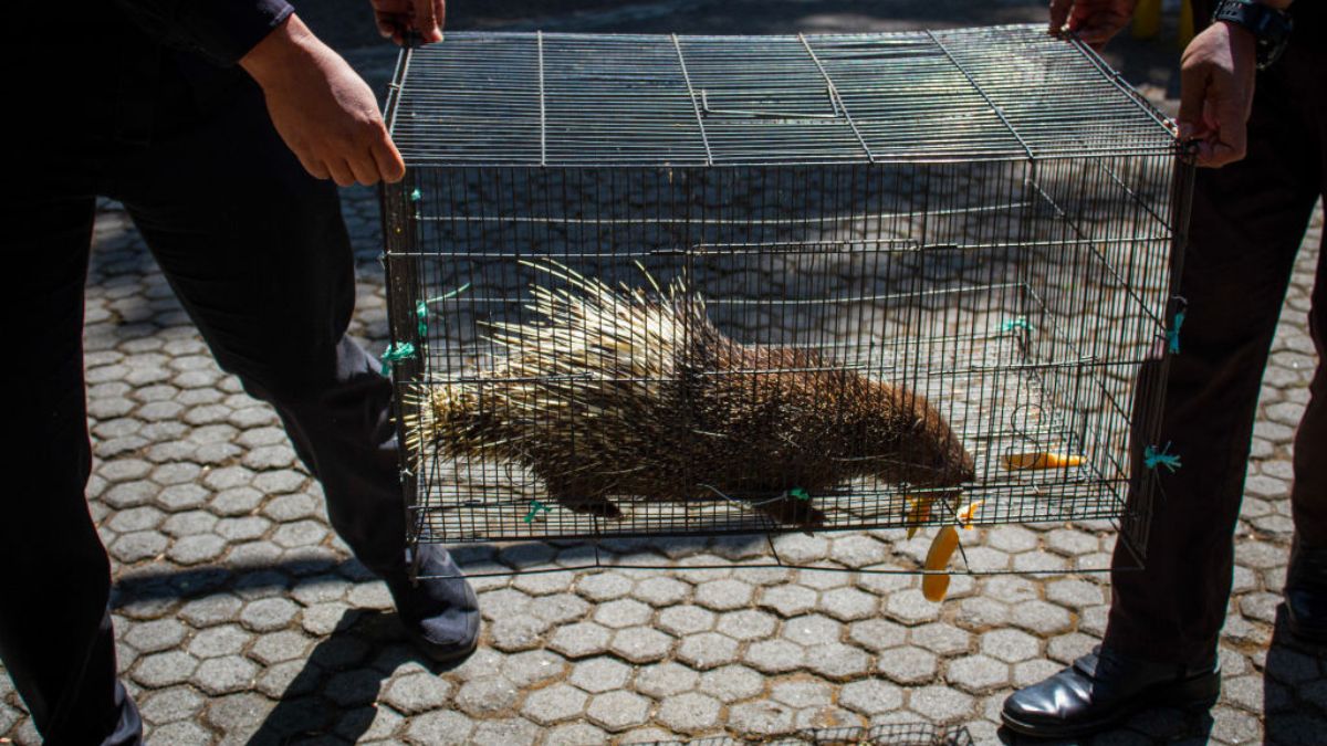 Jeżozwierz uciekł z hodowli. Trwają poszukiwania