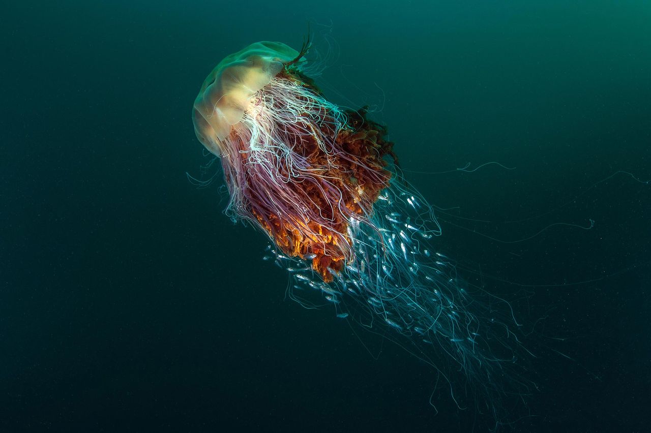 Grand Prix trafiło w ręce Geogra Stoyle’a za zdjęcie „Hitchhikers”, prezentujące meduzę, za której mackami płynie ławica małych rybek. Ze względu na rozpiętość i ubarwienie macek, meduza ta jest nazywana „Lwią Grzywą”.