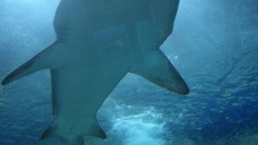 Strój chroniący przed atakiem rekinów 1