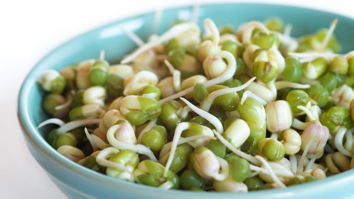 Kiełki fasoli mung to jedne z najpopularniejszych kiełków na świecie.