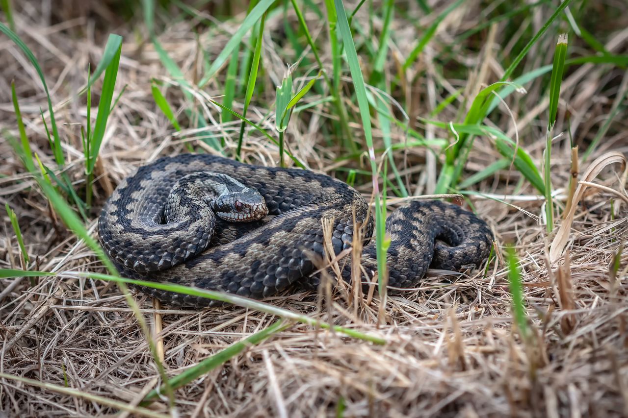 Żmija zygzakowata wpełzła do mieszkania. Pomogło wiadro