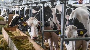 Węgry i Słowacja luzują restrykcje po wybuchu pryszczycy