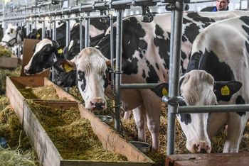 Węgry i Słowacja luzują restrykcje po wybuchu pryszczycy