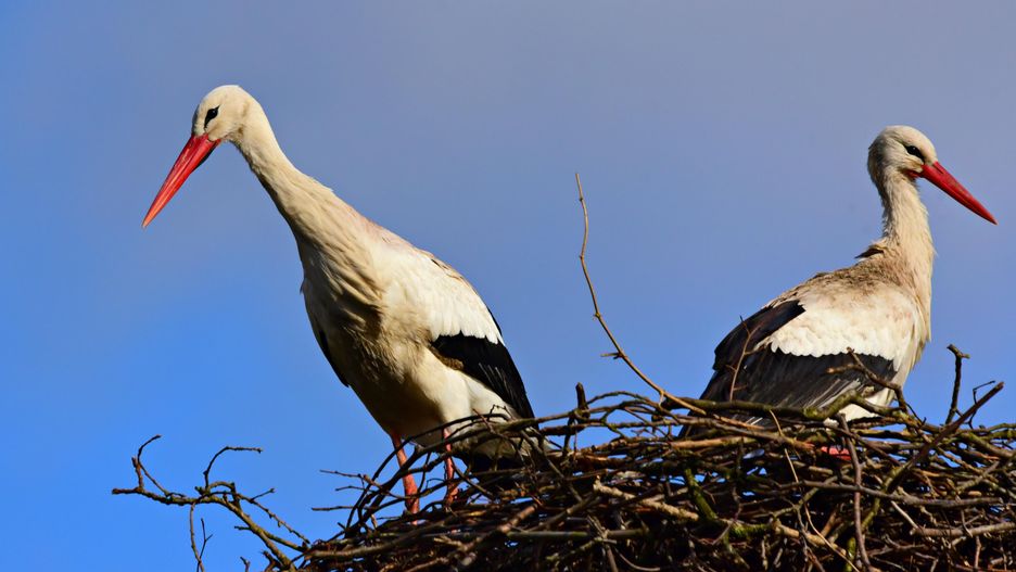 Kiedy odlatują bociany? Ostatnie osobniki opuszczą Polskę we wrześniu