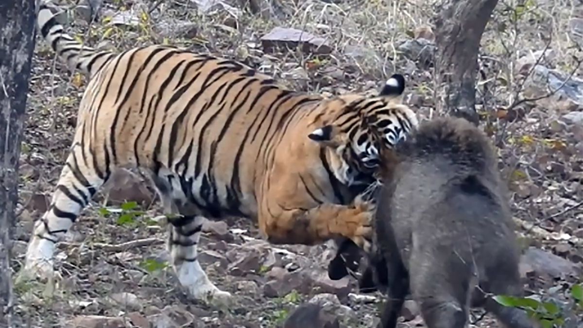 Tygrysica starła się w lesie z dzikiem