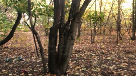 Drzewo z rozłożystymi gałęziami w lesie, otoczone opadłymi liśćmi, w tle widoczne butelki.