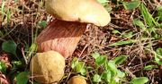 Trujące Borowiki. Te grzyby łatwo pomylić z jadalnymi okazami